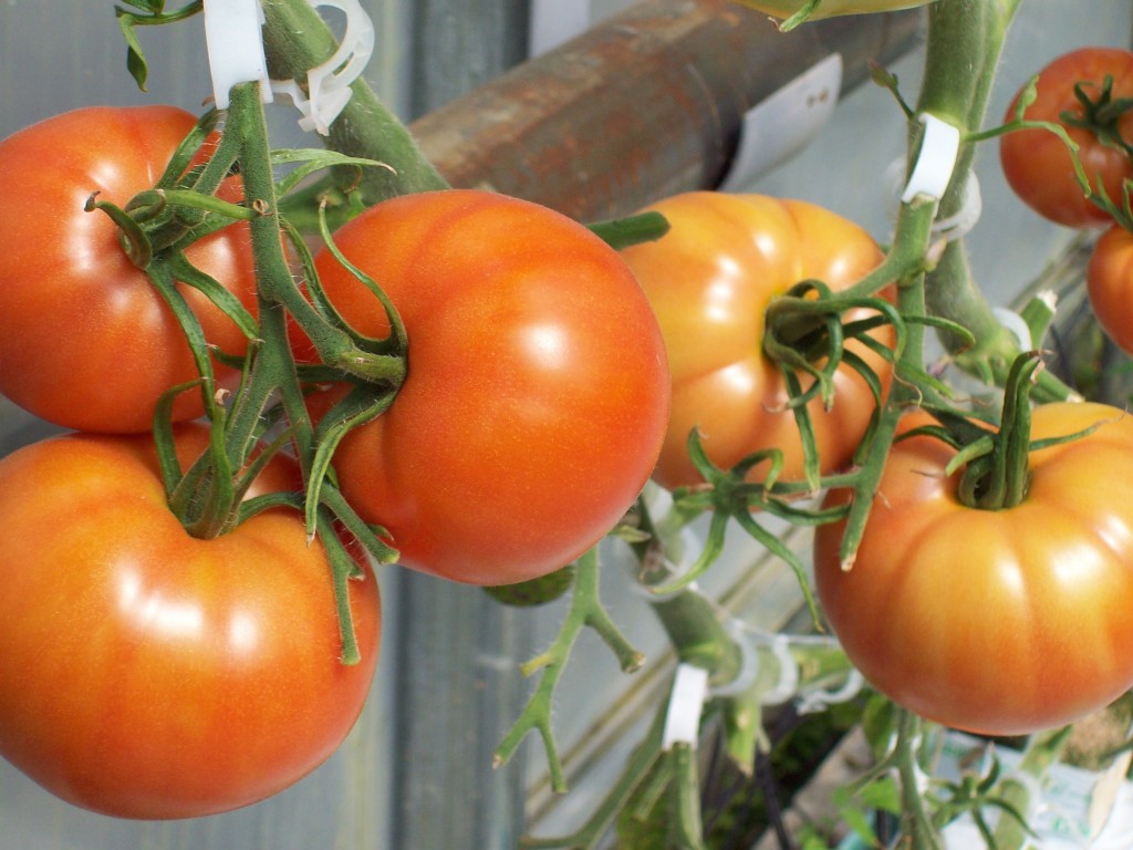 Fiesta Greenhouses Vancouver Island Farm Products